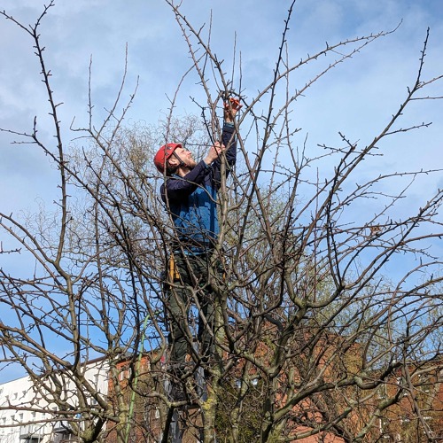 Obstbaumschnitt-Workshop: Fachgerechter Schnitt für gesunde Bäume und leckere Früchte